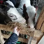 Farma U Irka Rybarzowice (Silesia)