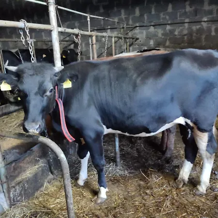 Farma U Irka Apartament Rybarzowice (Silesia)