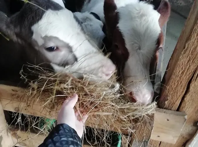 Farma U Irka Rybarzowice (Silesia)