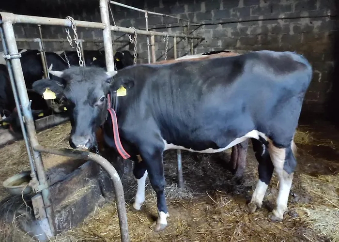 Farma U Irka Appartement Rybarzowice (Silesia)