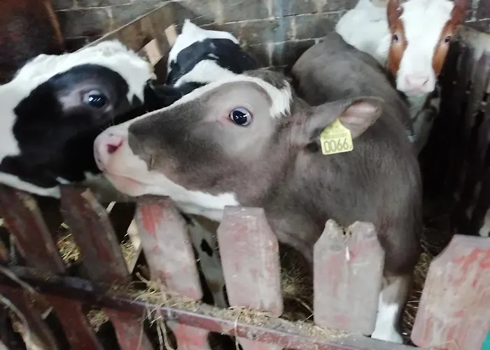 Farma U Irka Rybarzowice (Silesia)